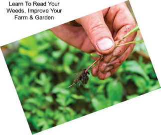 Learn To Read Your Weeds, Improve Your Farm & Garden