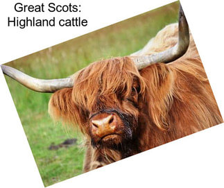 Great Scots: Highland cattle