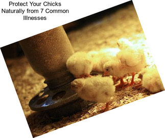 Protect Your Chicks Naturally from 7 Common Illnesses