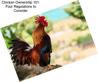Chicken Ownership 101: Four Regulations to Consider