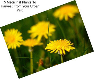 5 Medicinal Plants To Harvest From Your Urban Yard