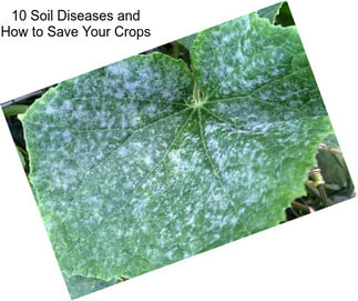 10 Soil Diseases and How to Save Your Crops