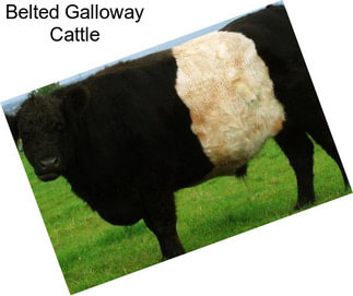 Belted Galloway Cattle