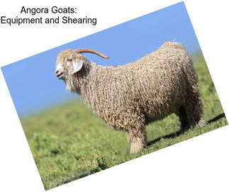 Angora Goats: Equipment and Shearing