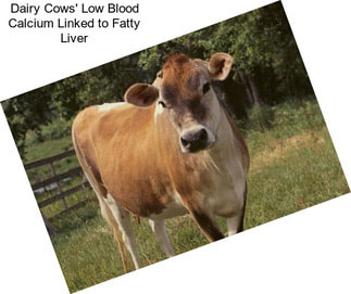 Dairy Cows\' Low Blood Calcium Linked to Fatty Liver
