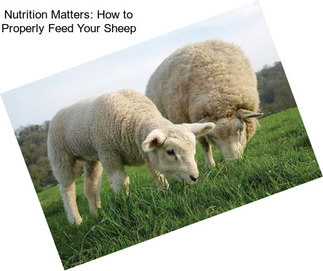 Nutrition Matters: How to Properly Feed Your Sheep
