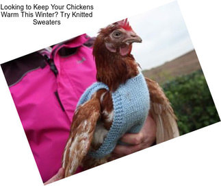 Looking to Keep Your Chickens Warm This Winter? Try Knitted Sweaters