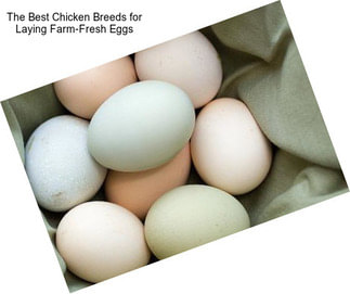 The Best Chicken Breeds for Laying Farm-Fresh Eggs