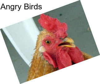 Angry Birds