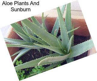 Aloe Plants And Sunburn