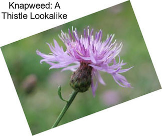 Knapweed: A Thistle Lookalike