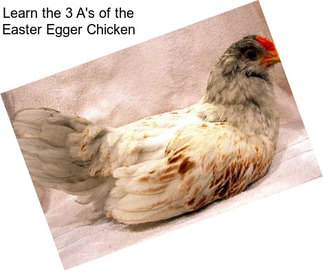 Learn the 3 A\'s of the Easter Egger Chicken