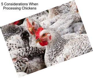 5 Considerations When Processing Chickens