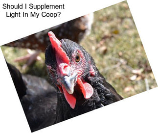 Should I Supplement Light In My Coop?