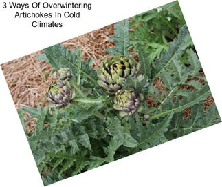 3 Ways Of Overwintering Artichokes In Cold Climates