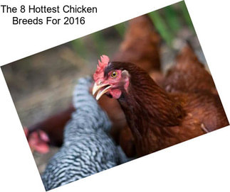 The 8 Hottest Chicken Breeds For 2016