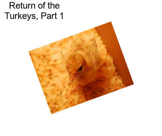 Return of the Turkeys, Part 1
