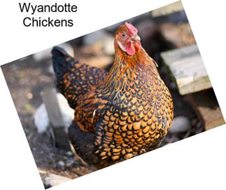 Wyandotte Chickens