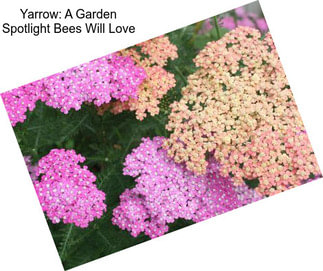 Yarrow: A Garden Spotlight Bees Will Love