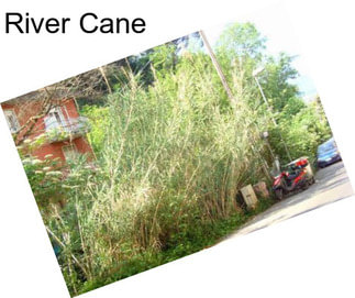 River Cane