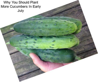 Why You Should Plant More Cucumbers In Early July