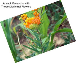 Attract Monarchs with These Medicinal Flowers