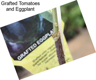 Grafted Tomatoes and Eggplant
