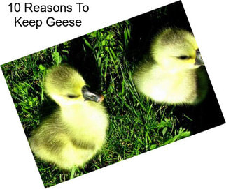 10 Reasons To Keep Geese