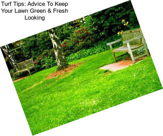 Turf Tips: Advice To Keep Your Lawn Green & Fresh Looking