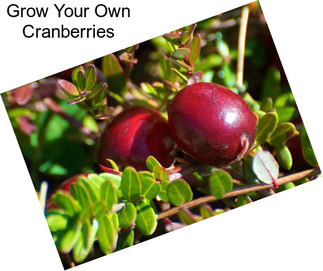 Grow Your Own Cranberries