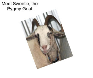 Meet Sweetie, the Pygmy Goat