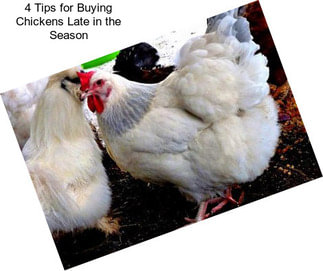 4 Tips for Buying Chickens Late in the Season