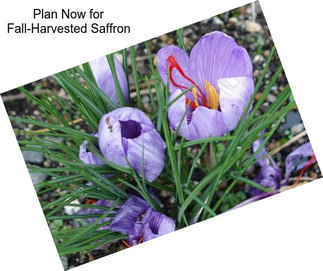Plan Now for Fall-Harvested Saffron