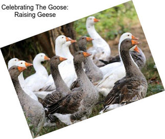 Celebrating The Goose: Raising Geese