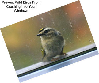 Prevent Wild Birds From Crashing Into Your Windows