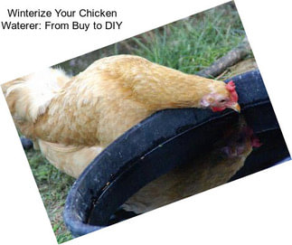 Winterize Your Chicken Waterer: From Buy to DIY