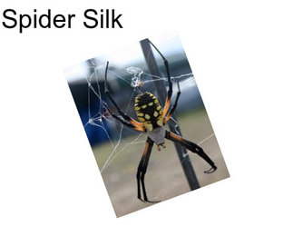 Spider Silk