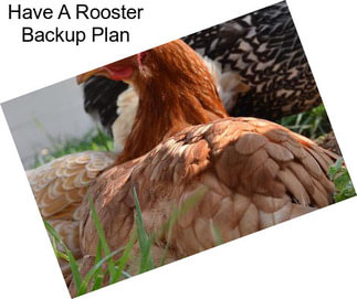 Have A Rooster Backup Plan