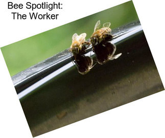 Bee Spotlight: The Worker