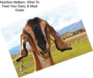 Nutrition Matters: What To Feed Your Dairy & Meat Goats