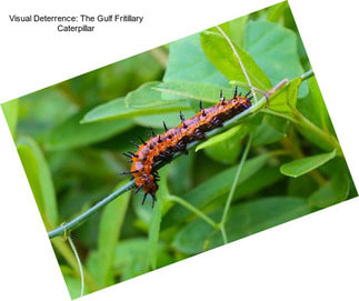 Visual Deterrence: The Gulf Fritillary Caterpillar