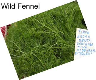 Wild Fennel