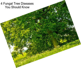 4 Fungal Tree Diseases You Should Know