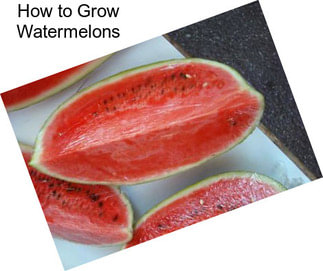 How to Grow Watermelons