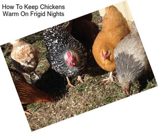 How To Keep Chickens Warm On Frigid Nights