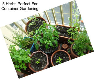 5 Herbs Perfect For Container Gardening