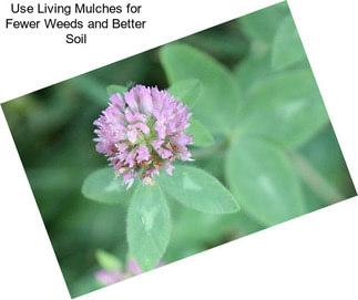 Use Living Mulches for Fewer Weeds and Better Soil
