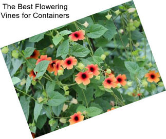 The Best Flowering Vines for Containers