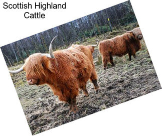 Scottish Highland Cattle