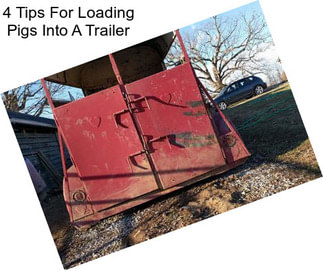 4 Tips For Loading Pigs Into A Trailer